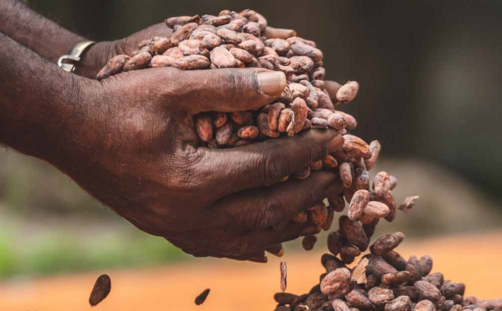 Fèves de Cacao